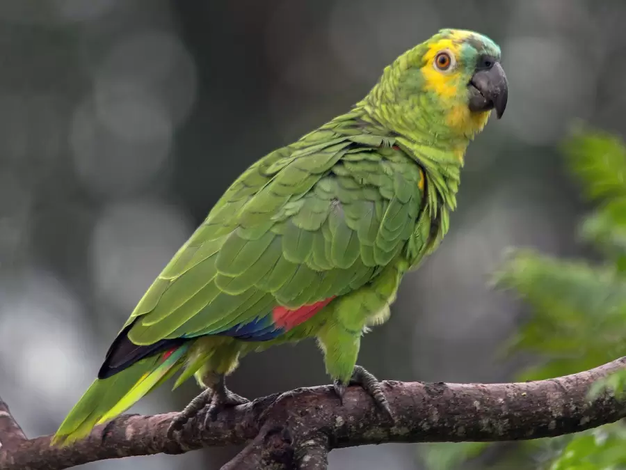 Loro