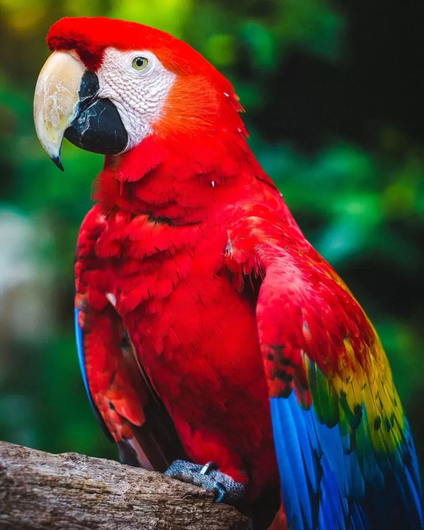 Loro
