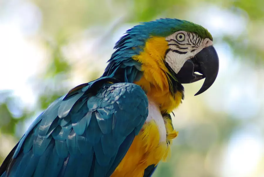 Loro