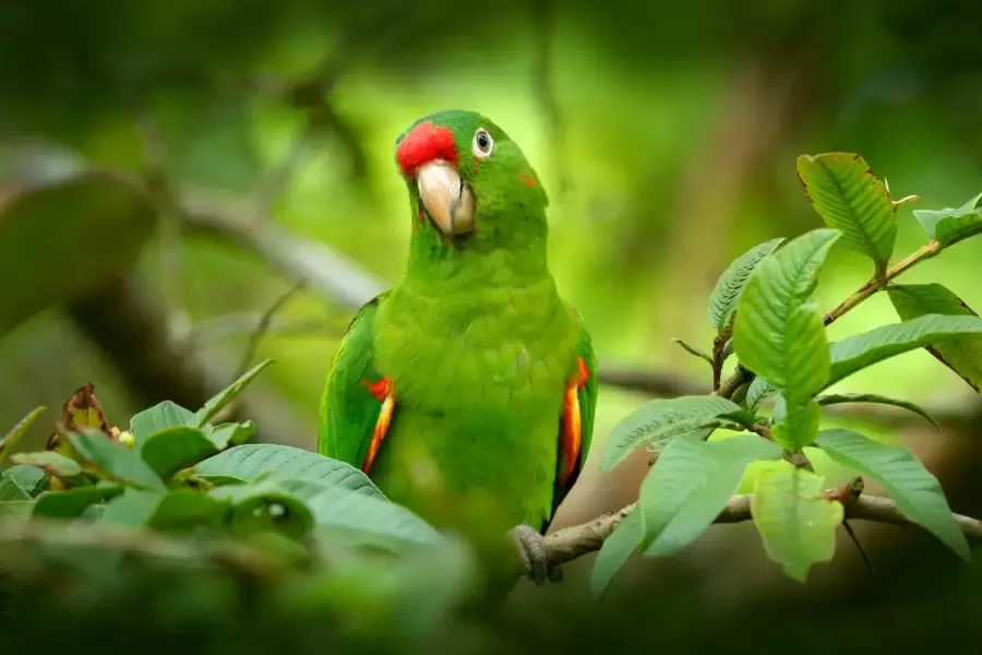 Loro