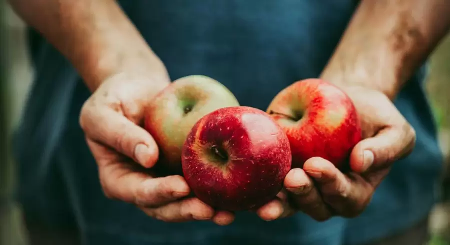 El coraz�n, los pulmones, el aparato digestivo: beneficiarios de una fruta inimitable.