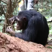 Un grupo de chimpancés demostraron conocer de ingeniería