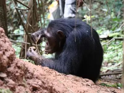 Las observaciones demostraron que los primates conocen lo b�sico de la f�sica, y han sido capaces de fabricar sus propias herramientas.
