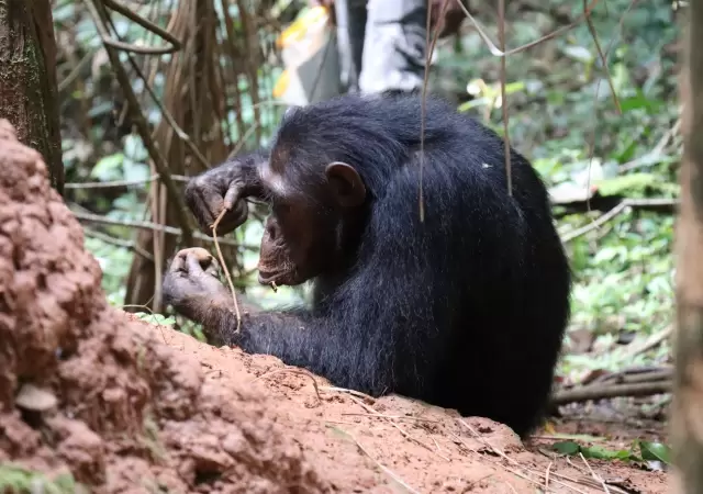Las observaciones demostraron que los primates conocen lo b�sico de la f�sica, y han sido capaces de fabricar sus propias herramientas.
