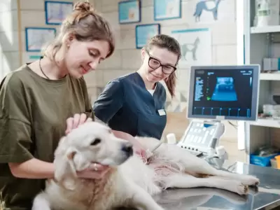 Mendoza tendr� su primer hospital p�blico veterinario