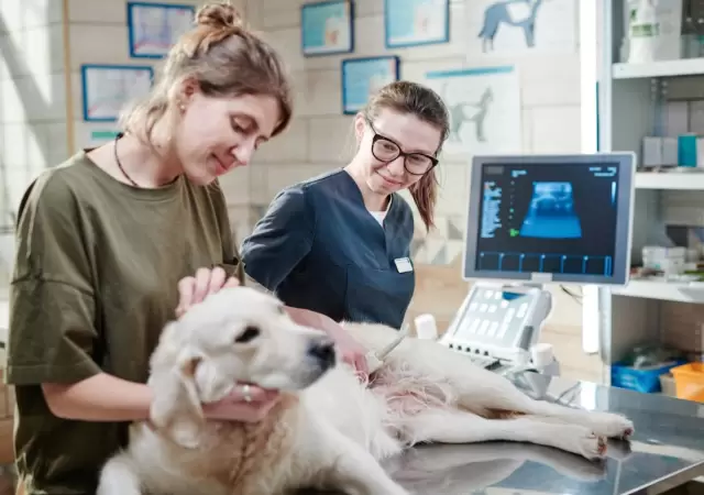 Mendoza tendr� su primer hospital p�blico veterinario