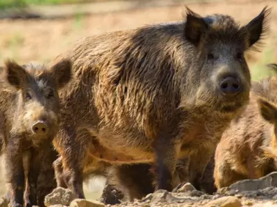 El animal es muy poderoso y su ataque puede resultar fatal.