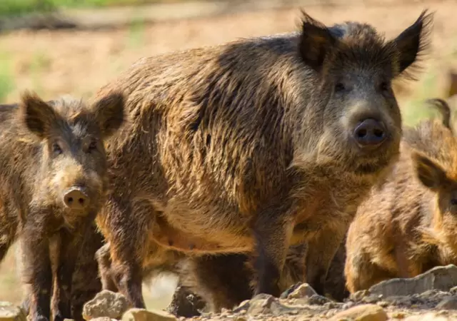 El animal es muy poderoso y su ataque puede resultar fatal.