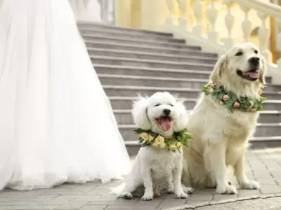 En Nueva York los perros pueden ser testigos de bodas.