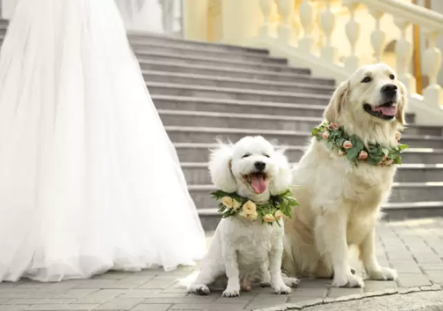 En Nueva York los perros pueden ser testigos de bodas.