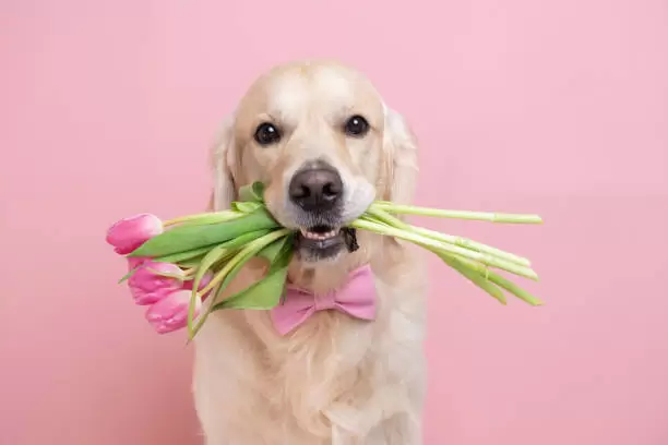 Los perros pueden ser testigos de bodas en Nueva York.