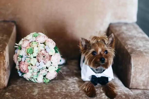 Perro testigo de bodas.