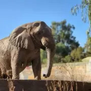 Conoc� la historia de Kenya, la elefanta del Ecoparque que recuperar� su libertad
