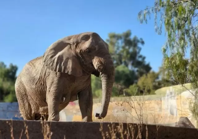 La elefanta Kenya.