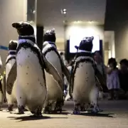 Las Islas Malvinas quedan envueltas en una sátira de los opositores de Trump