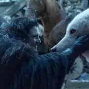 Criatura extinta revive tras 13.000 a�os: renace el lobo huargo de Game of Thrones