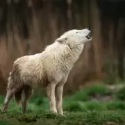 Estas son algunas de las implicancias de la "resurrecci�n" del Lobo Huargo