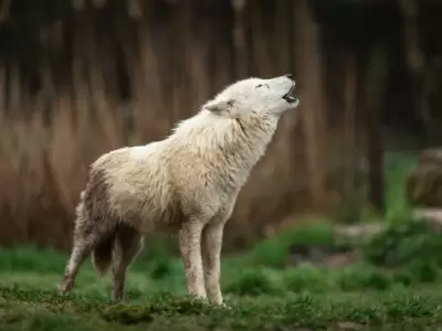 Lobo Huargo.