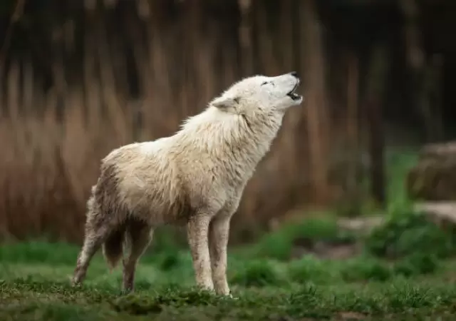 Lobo Huargo.