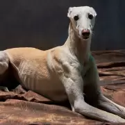 Conoc� al verdadero F�rmula 1 del mundo canino que arrasa en redes
