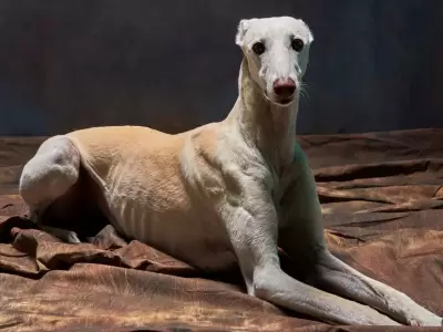 Conoc� al verdadero F�rmula 1 del mundo canino que arrasa en redes
