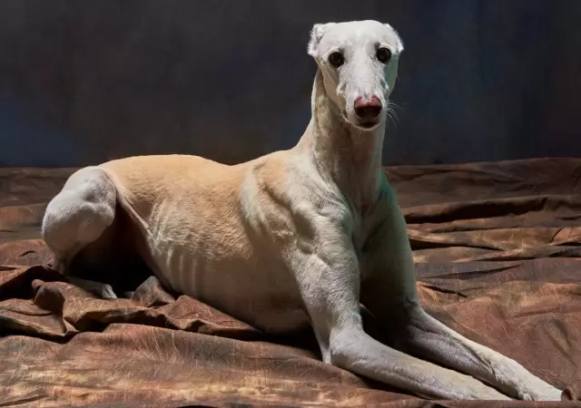 Conoc� al verdadero F�rmula 1 del mundo canino que arrasa en redes