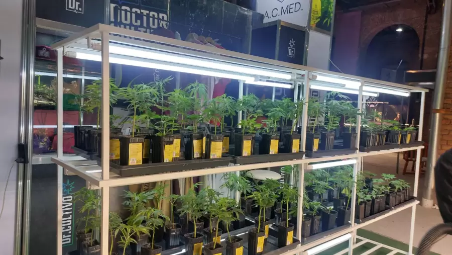 Mendocann 2025.