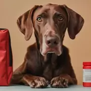 Lanzan un curso de primeros auxilios para mascotas en peligro