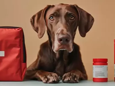 Los primeros auxilios en las mascotas, al igual que en humanos, pueden prevenir afecciones sanitarias graves.