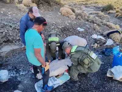 Hallan los restos f�siles de un ictiosaurio.
