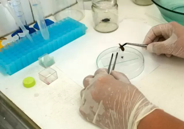 La enfermedad de Chagas a menudo se describe como una "enfermedad silenciosa y silenciada", ya que la mayor�a de las personas infectadas no presentan