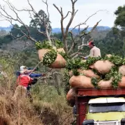 El Gobierno liber� la industria de la yerba mate y los peque�os productores reaccionaron