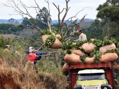 "Los productores chicos necesitamos regular todas las plantaciones, porque los grandes acaparan la mayor parte de las tierras" (J. Butiuk)