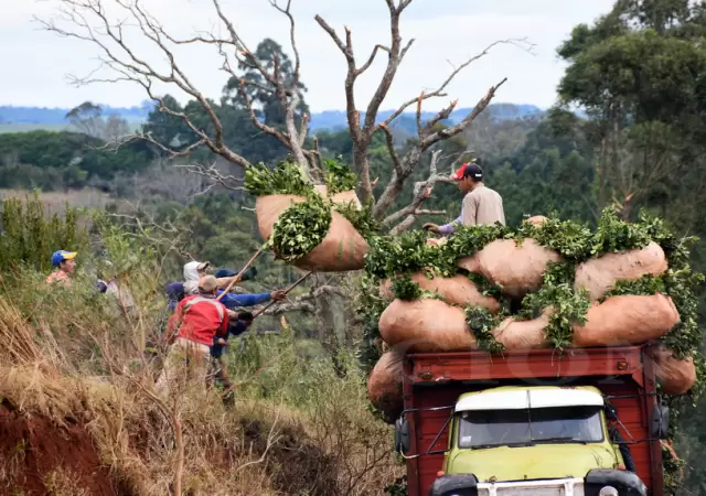 "Los productores chicos necesitamos regular todas las plantaciones, porque los grandes acaparan la mayor parte de las tierras" (J. Butiuk)