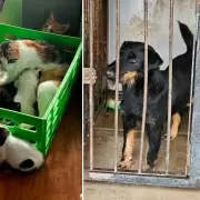 Horror: cortaban las cuerdas vocales a perros para que no ladraran