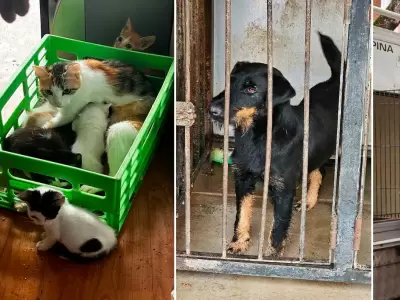 Horror: cortaban las cuerdas vocales a perros para que no ladraran