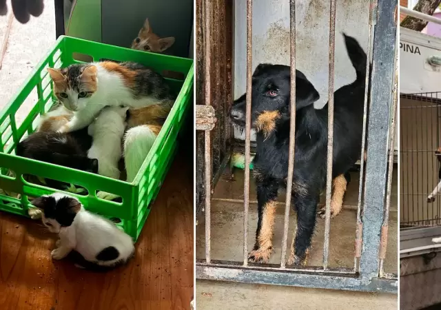 Horror: cortaban las cuerdas vocales a perros para que no ladraran