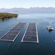Pesquera quiere convertir a Malvinas en una potencia del comercio de salmones
