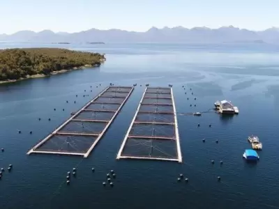Las granjas de salmones se han convertido en un atractivo negocio ict�cola por su alta escala de rentabilidad.