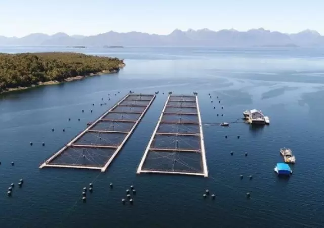 Las granjas de salmones se han convertido en un atractivo negocio ict�cola por su alta escala de rentabilidad.
