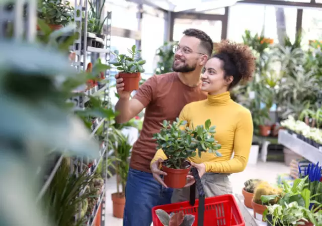 El �rbol de Jade es reconocido por su buena energ�a.