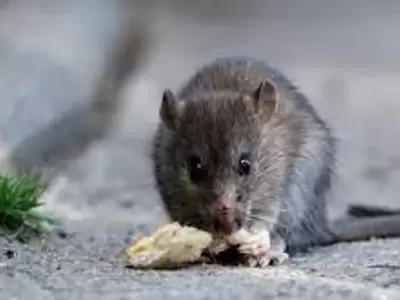 Este peque�o roedor es transmisor del hantavirus./