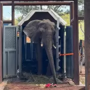 Así fueron las primeras horas de la elefanta Pupy en su nuevo hogar en Brasil