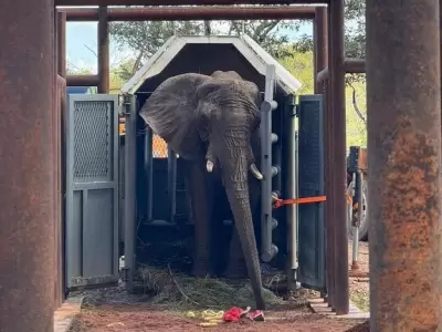 La elefanta Pupy lleg� a su nueva casa en el santuario de Brasil/ Fuente: X