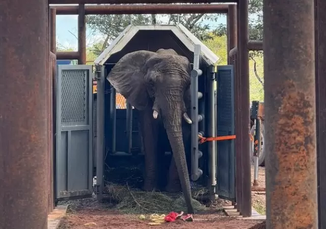 La elefanta Pupy lleg� a su nueva casa en el santuario de Brasil/ Fuente: X