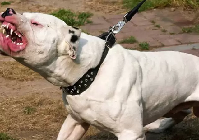 "Estaba toda ensangrentada": un pitbull atac a una nena de 5 aos