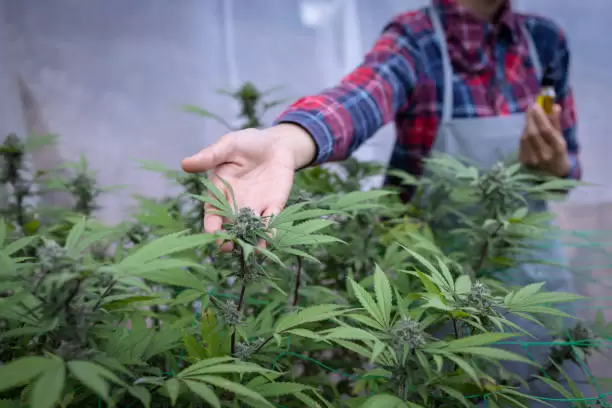 Marihuana.