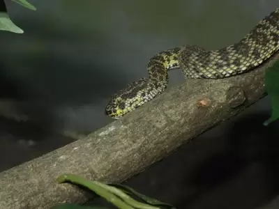 Cuidado: este �rbol podr�a atraer serpientes sin que vos lo sepas