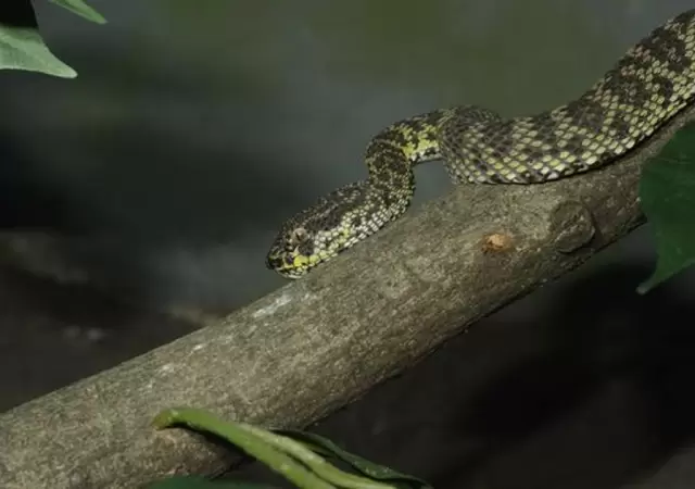 Cuidado: este �rbol podr�a atraer serpientes sin que vos lo sepas