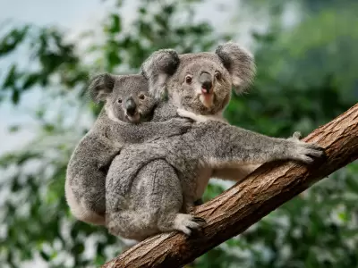 La medida gener� cr�ticas al Gobierno australiano.
